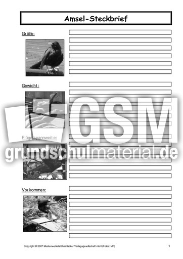 Amsel-Steckbrief-C-SW-1.pdf